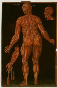 Ms Hunter 364 Tavola VIII Dissezione, c.1170, da Anatomical Tables, di John Banister (1540-1610) da English School